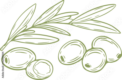 Hand drawn olive branch with fruits and leaves. Vector sketch illustration in doodle style, isolated on white background for organic product packaging or logo design.