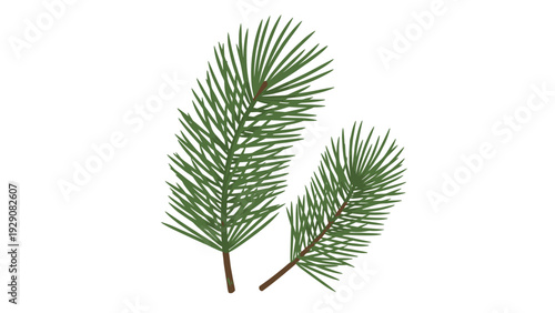 Two realistic green pine branches with brown needles are isolated on a white background in a simple botanical illustration.