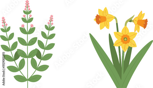 Botanical spring plants with pink herb flowers and yellow daffodils in flat vector illustration for garden design, natural cosmetics packaging and greeting cards.