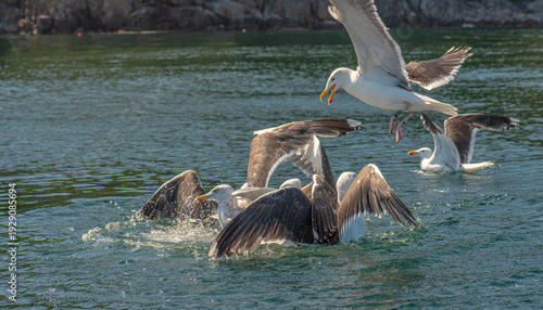 фотографія European herring gull Larus argentatus feeding frenzy on water.