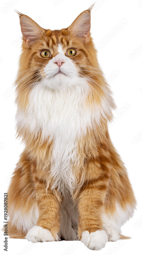 Fototapeta premium Red with white Maine Coon cat, sitting up facing front. Looking straight to camera with curious attitude. Isolated cutout on a transparent background.