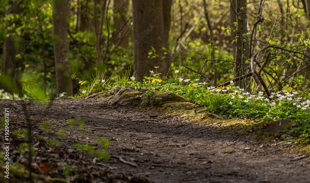 Naklejka premium Forest path lined with blooming wood anemone Anemone nemorosa under early spring foliage.