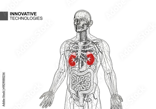 Anatomical illustration of human torso highlighting kidneys
