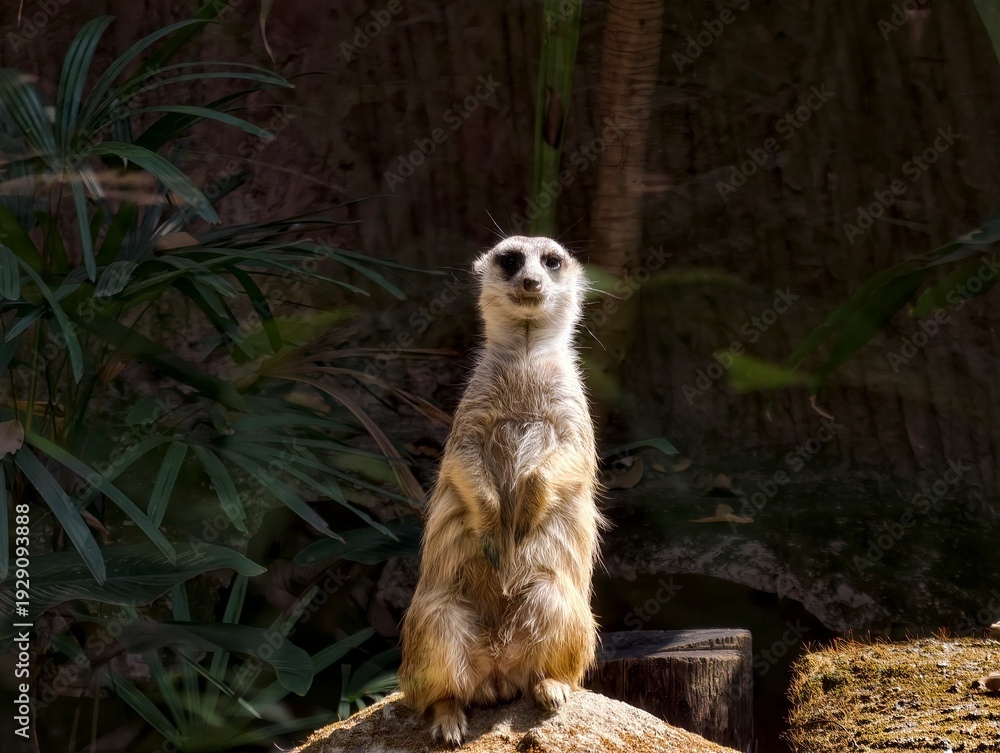 Fototapeta premium Adorable meerkat sitting sweetly on a wooden plank, tiny paws tucked close and bright curious eyes shining. Soft natural light and warm earthy tones create a charming, heart-melting wildlife portrait.