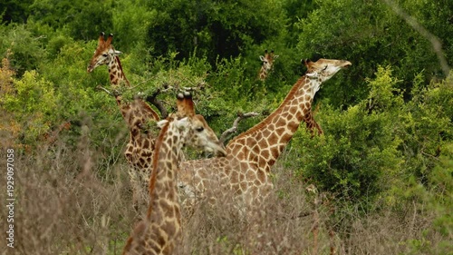 footage of a herd of wild African giraffe herd eating leaves from trees. Portrait of wild African giraffes closeup in forest. South Africa safari in national park. Amazing rare shot of african animals
