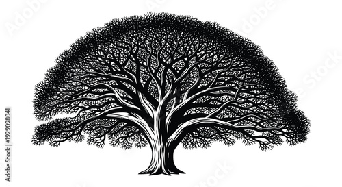 A detailed black and white illustration of a large sprawling tree with intricate branches presented as a silhouette