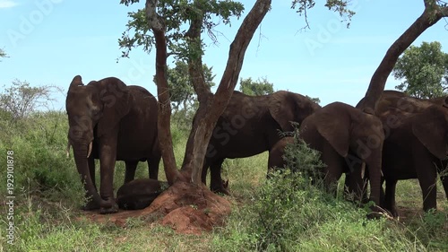 herd of elephants cooling themselves in the shade of a tree in the Kruger National Park South Africa. Close up footage of natural elephant behavior in the midday heat. Baby sleeping on the ground 