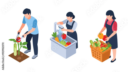 people harvesting washing and sorting fresh vegetables hand drawn isometric illustration set