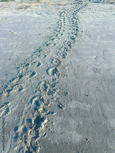 Loggerhead Sea Turtle Tracks in Sand on Georgia Coast Beach