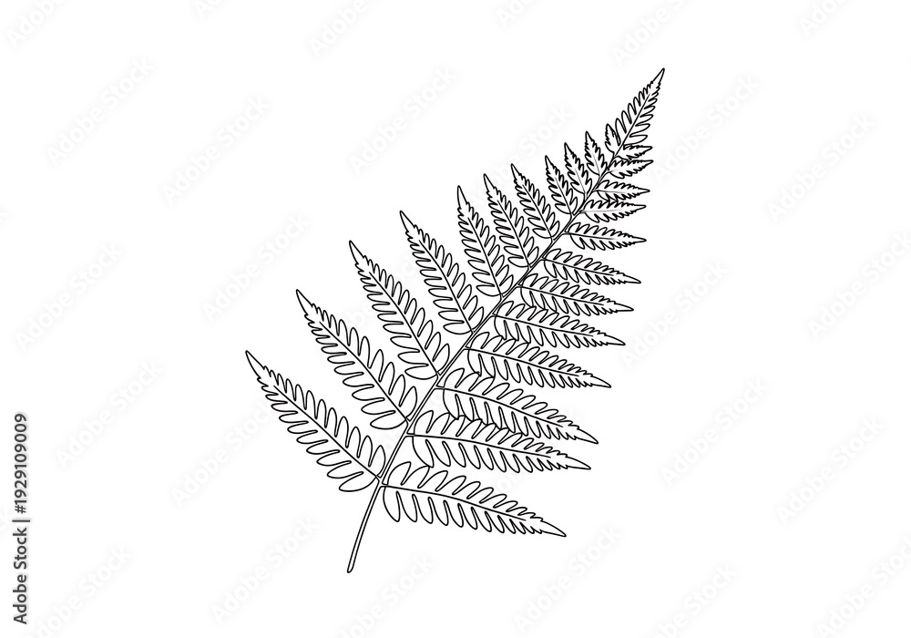 Obraz premium Detailed black and white illustration of a fern leaf.