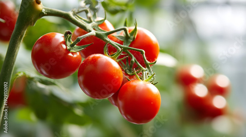 A cluster of ripe red tomatoes growing on a vine in a garden or greenhouse setting