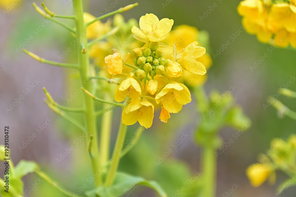 Obraz premium 菜の花