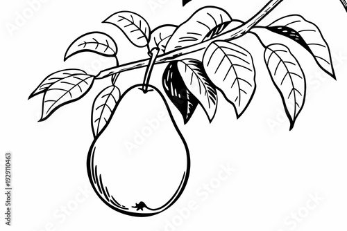 A black and white illustration of a pear hanging from a tree branch with leaves