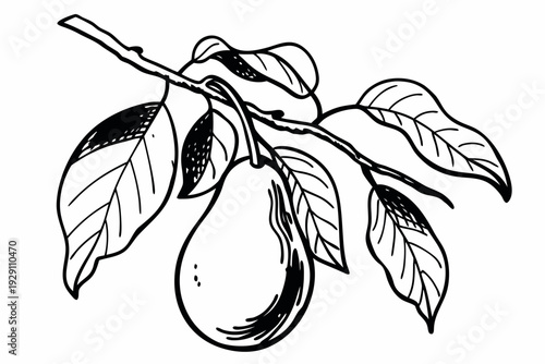 A black and white vector illustration of a pear hanging from a tree branch with leaves