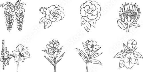 Collection of eight different botanical line art illustrations of flowers and plants