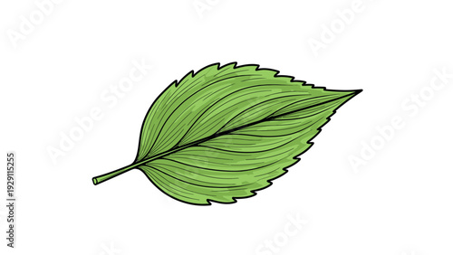 Single plant leaf with detailed venation and vibrant green color, ideal for representing natural growth, healthy ingredients, or ecological concepts in various media.