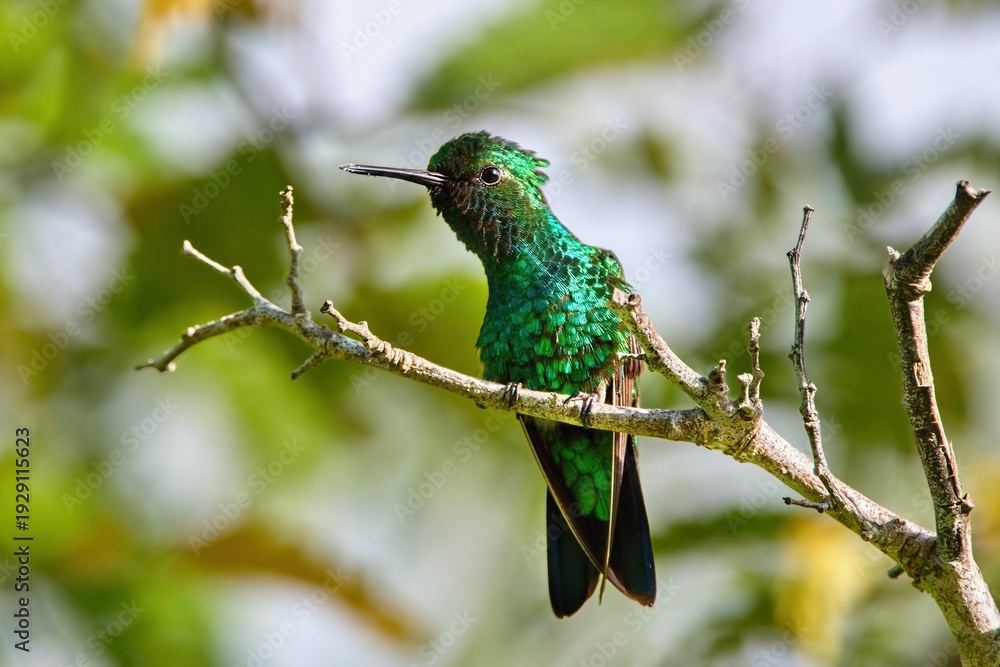 Obraz premium Beautiful hummingbird. The blue-tailed emerald, Chlorostilbon mellisugus, Bonaire, Caribbean Netherlands