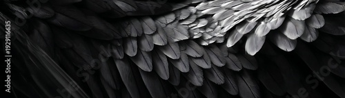 Detailed monochrome macro view captures the texture of dark avian flight feathers