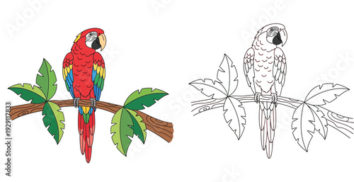 Vector illustration of a tropical scarlet macaw parrot on a branch. Includes a vibrant colored version and a black line art outline, perfect for kids coloring book pages or education.