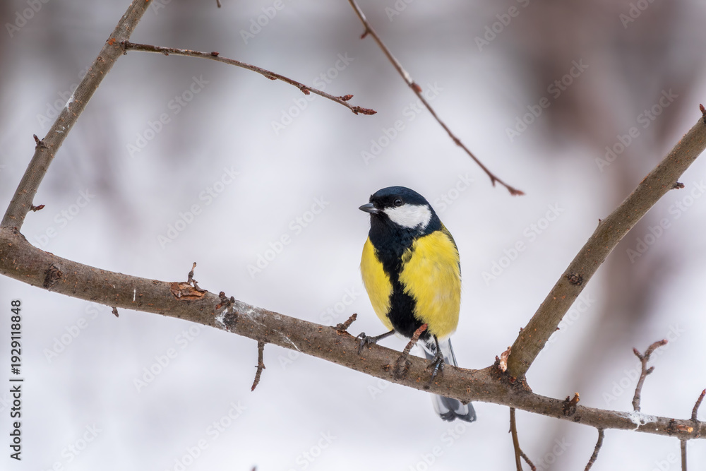 Fototapeta premium Cute bird Great tit, songbird sitting on a branch without leaves in the autumn or winter.
