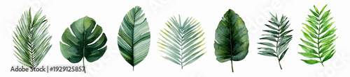 Tropical watercolor leaf collection featuring lush jungle plants. Green palm fronds, monstera foliage, and coconut tree branches ideal for summer frames and vintage floral compositions.