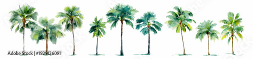Watercolor set of palm trees. Tropical coconut trees with lush leaves. Tropical beach trees. Botany of the jungle and tropics. Summer palm trees. Vector illustration.