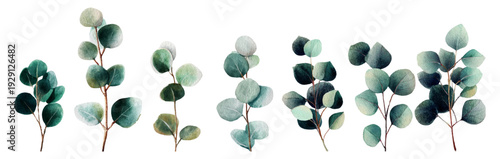 Green eucalyptus watercolor set with delicate leaves and branches. Botanical frame design for wedding invitations, greeting cards, elegant nature templates with foliage patterns.