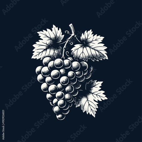 Vintage Engraved Grape Bunch Illustration with Leaves and Tendrils. Classic Woodcut Style Graphic.