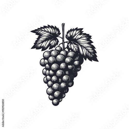 Grape Bunch Woodcut Illustration with Leaves - Vintage Sketch of Fresh Fruit