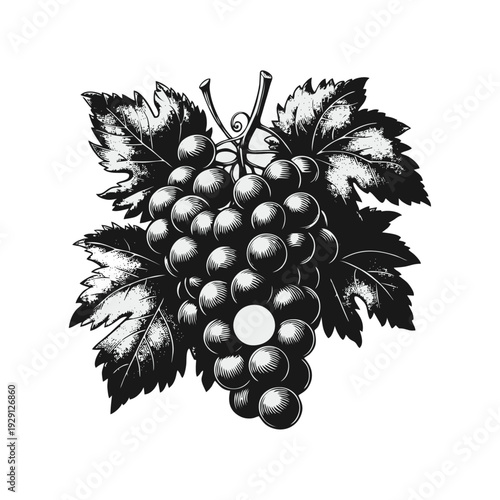 Grapes and Leaves Engraving Illustration in Black and White