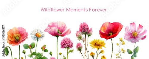 Watercolor wildflower border with summer blooms and delicate petals creates a botanical frame perfect for wedding invitations, greeting cards, and floral design projects.