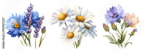 Summer wildflower composition featuring cornflowers, chamomile, and purple blooms. Delicate floral frame ideal for botanical wedding stationery and nature-inspired prints.