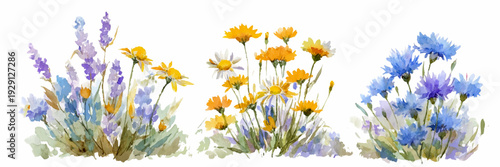 Watercolor wildflower bouquet with cornflowers, lavender, and daisies. Summer floral border perfect for wedding invitations, botanical cards, and garden-themed designs.