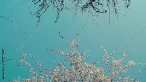 Cinematic camera footage of cherry blossoms in full bloom with bees flying and pollinating. Soft blue sky background with delicate petals and natural spring atmosphere.