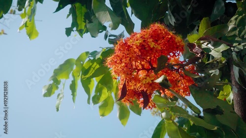 Cinematic camera video of orange ixora (Ixora coccinea) flowers blooming under blue sky. Vibrant tropical cluster with sunlight filtering through green leaves.