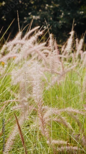 Camera footage of foxtail grass swaying in warm golden sunlight. Soft focus background with natural bokeh and peaceful outdoor atmosphere in late afternoon.