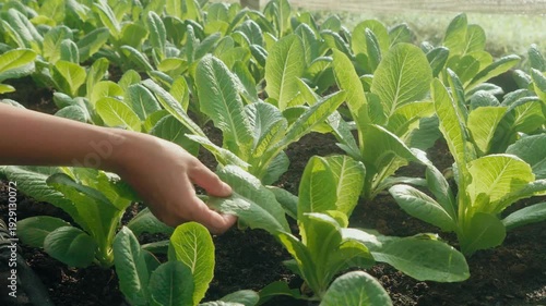 Camera footage of a hand inspecting romaine lettuce growing in organic farm bed. Fresh green leaves under warm sunlight. Concept of sustainable agriculture and healthy food.