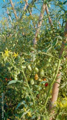 Camera footage of ripe and unripe cherry tomatoes growing on vine in vegetable garden. Fresh red and green tomatoes under warm sunlight. Concept of organic farming and harvest.