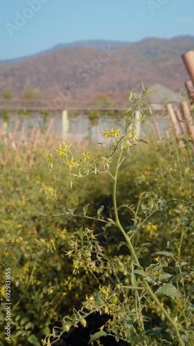 Camera footage of ripe and unripe cherry tomatoes growing on vine in vegetable garden. Fresh red and green tomatoes under warm sunlight. Concept of organic farming and harvest.