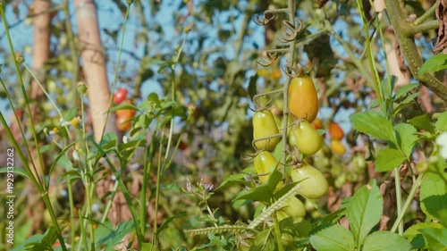 Camera footage of ripe and unripe cherry tomatoes growing on vine in vegetable garden. Fresh red and green tomatoes under warm sunlight. Concept of organic farming and harvest.