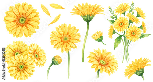 黄色のガーベラのイラストパーツセット（水彩風・花・蕾・花びら）,植物,ボタニカル,お祝い