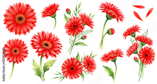 赤いガーベラのイラストパーツセット（花・蕾・花びら・クラスター）,植物,水彩風,お祝い
