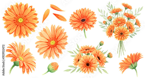 オレンジ色のガーベラのイラストパーツセット（花束・単体・花びら・蕾）,植物,水彩風,お祝い