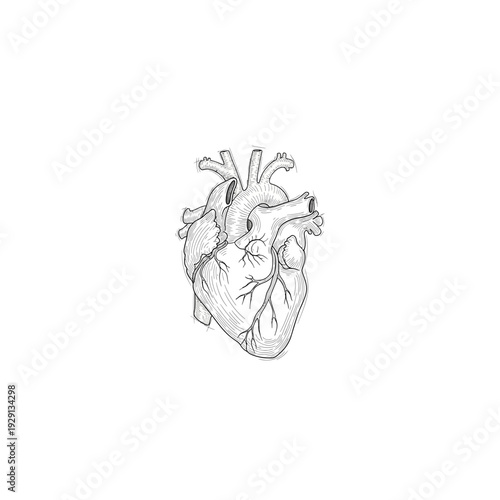 Human Anatomical Heart Line Art Drawing