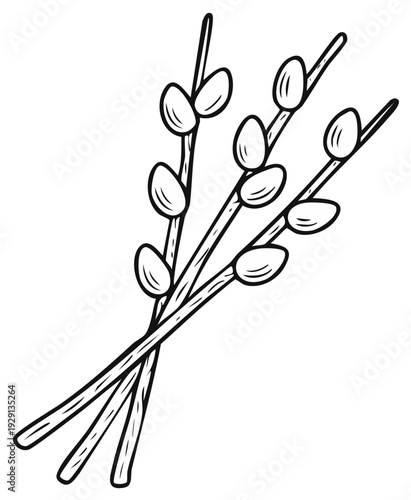 Pussy Willow Branches with Catkins Outline Drawing Spring Nature Easter Symbolism