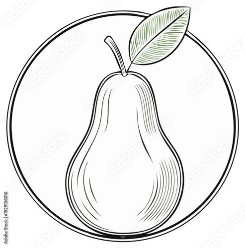 Elegant line drawing of a pear with leaf in a circular frame, nature illustration