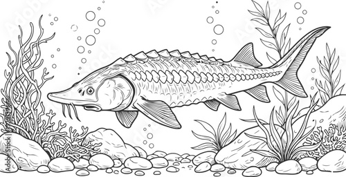 Sturgeon Drawing Black and White Line Art Underwater Rocks and Coral Scene Transparent PNG