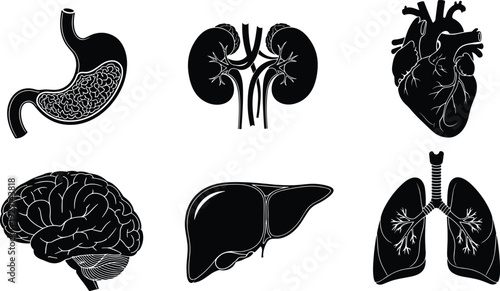Human internal organs silhouette set, heart brain lungs liver kidney stomach icons, medical anatomy collection, cad drawing flat vector illustration, healthcare science biology