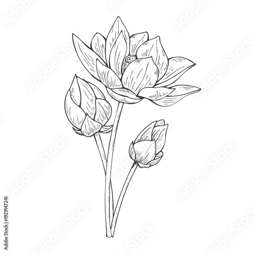 Lotus flower bouquet vector isolated illustration painted by black inks. Blooming Water Lily with buds, Vietnamese national flowers composition for Diwali decor, birthday poster, greeting card