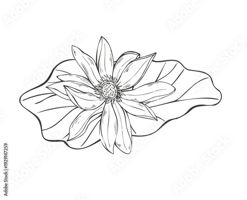Lotus flower head on leaf vector isolated black inks illustration. Water lily, Indian lotus or sacred lotus etching drawing. Hand drawn Asian floral composition for poster, cards, logo, label